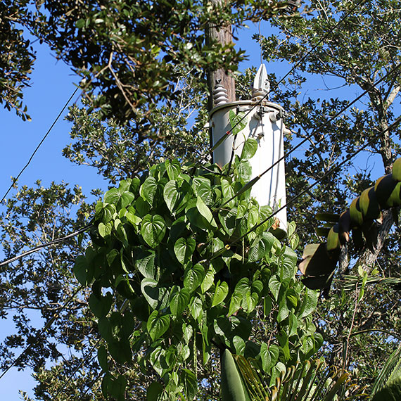 Vegetation Management